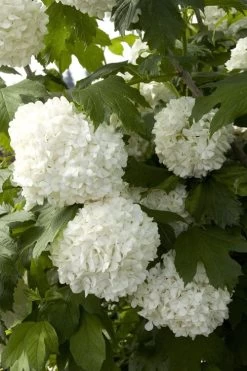 Eastern Snowball Viburnum Bush - 3 Gallon Pot -Shrub Plant Shop viburnum opulus sterile eastern snowball 2 1
