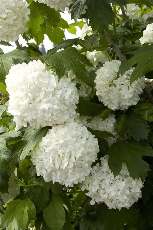 Eastern Snowball Viburnum Bush - 1 Gallon Pot 7 Eastern Snowball Viburnum Bush - 1 Gallon Pot - Image 7