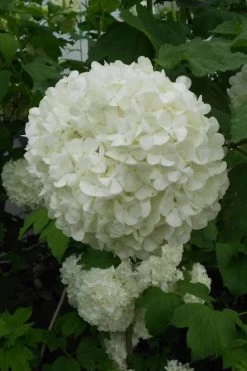 Eastern Snowball Viburnum Bush - 3 Gallon Pot -Shrub Plant Shop viburnum opulus sterile eastern snowball 3 1