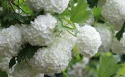 Eastern Snowball Viburnum Bush - 3 Gallon Pot -Shrub Plant Shop viburnum opulus sterile eastern snowball 4 1