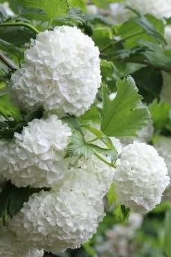 Eastern Snowball Viburnum Bush - 1 Gallon Pot 13 Eastern Snowball Viburnum Bush - 1 Gallon Pot -Shrub Plant Shop viburnum opulus sterile eastern snowball 5