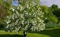 Eastern Snowball Viburnum Bush - 1 Gallon Pot 11 Eastern Snowball Viburnum Bush - 1 Gallon Pot -Shrub Plant Shop viburnum opulus sterile eastern snowball 9