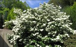 Japanese Snowball Bush (Viburnum Plicatum) - 2 Gallon Pot -Shrub Plant Shop viburnum plicatum japanese snowball bush flowers 15