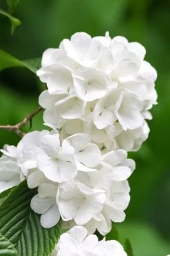 Japanese Snowball Bush (Viburnum Plicatum) - 2 Gallon Pot -Shrub Plant Shop viburnum plicatum japanese snowball flowers 10