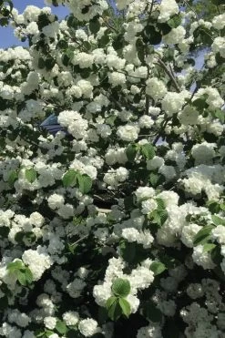 Japanese Snowball Bush (Viburnum Plicatum) - 2 Gallon Pot -Shrub Plant Shop viburnum plicatum japanese snowball flowers 15