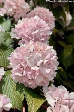 Kern's Pink Snowball Viburnum Bush - 3 Gallon Pot -Shrub Plant Shop viburnum plicatum kerns pink snowball 3
