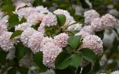 Kern's Pink Snowball Viburnum Bush - 3 Gallon Pot -Shrub Plant Shop viburnum plicatum kerns pink snowball 7
