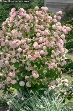 Kern's Pink Snowball Viburnum Bush - 3 Gallon Pot -Shrub Plant Shop viburnum plicatum kerns pink snowball 9