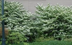 Japanese Doublefile Viburnum - 2 Gallon Pot -Shrub Plant Shop viburnum plicatum tomentosum japanese doublefile 1