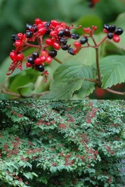 Japanese Doublefile Viburnum - 2 Gallon Pot -Shrub Plant Shop viburnum plicatum tomentosum japanese doublefile 2