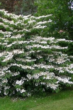 Japanese Doublefile Viburnum - 2 Gallon Pot -Shrub Plant Shop viburnum plicatum tomentosum japanese doublefile 5