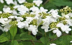 Japanese Doublefile Viburnum - 2 Gallon Pot -Shrub Plant Shop viburnum plicatum tomentosum japanese doublefile 6