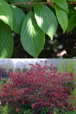 Japanese Doublefile Viburnum - 2 Gallon Pot -Shrub Plant Shop viburnum plicatum tomentosum japanese doublefile 9