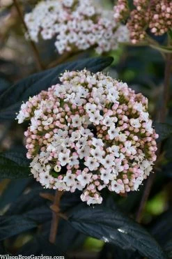 Prague Viburnum - 3 Gallon Pot 12 Prague Viburnum - 3 Gallon Pot -Shrub Plant Shop viburnum pragense prague 2 2