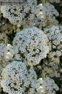 Prague Viburnum - 1 Gallon Pot -Shrub Plant Shop viburnum pragense prague 5 1