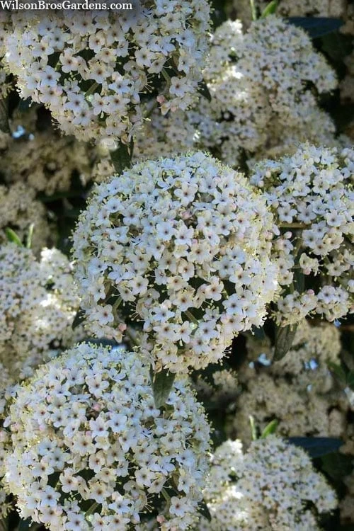 Prague Viburnum - 3 Gallon Pot 6 Prague Viburnum - 3 Gallon Pot - Image 6