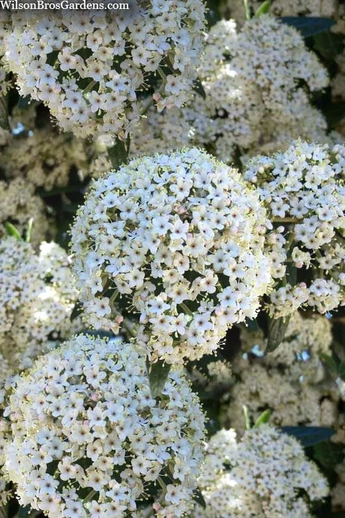 Prague Viburnum - 2.5 Quart Pot 1 Prague Viburnum - 2.5 Quart Pot