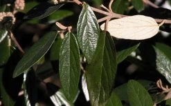 Prague Viburnum - 1 Gallon Pot -Shrub Plant Shop viburnum pragense prague 7 1