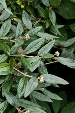 Prague Viburnum - 3 Gallon Pot 14 Prague Viburnum - 3 Gallon Pot -Shrub Plant Shop viburnum pragense prague 9 2