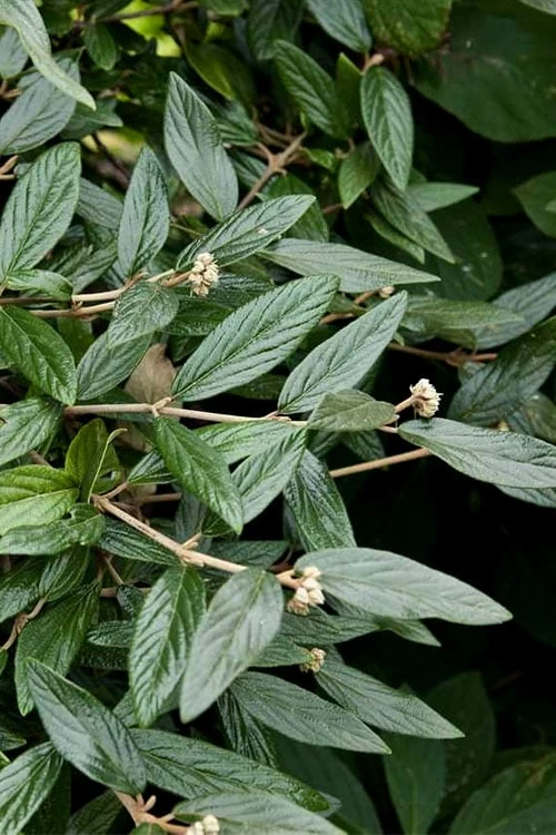 Prague Viburnum - 2.5 Quart Pot 7 Prague Viburnum - 2.5 Quart Pot - Image 7