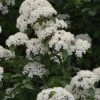 Blackhaw Viburnum - 2 Gallon Pot