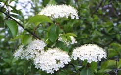 Blackhaw Viburnum - 2 Gallon Pot 13 Blackhaw Viburnum - 2 Gallon Pot -Shrub Plant Shop viburnum prunifolium black haw 4