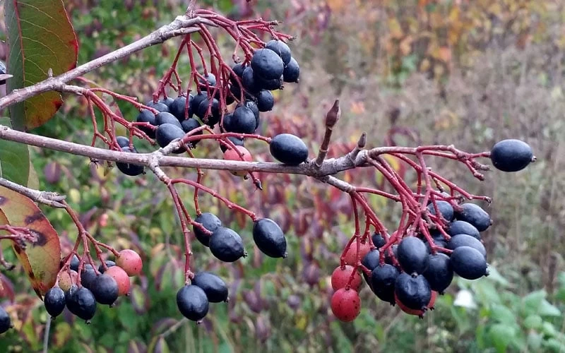 Blackhaw Viburnum - 2 Gallon Pot 5 Blackhaw Viburnum - 2 Gallon Pot - Image 5