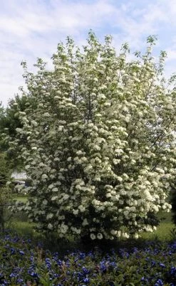 Blackhaw Viburnum - 2 Gallon Pot 11 Blackhaw Viburnum - 2 Gallon Pot -Shrub Plant Shop viburnum prunifolium black haw 7