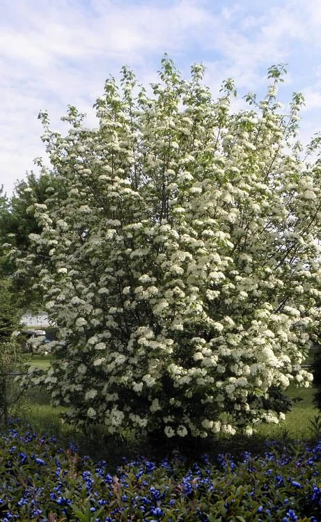 Blackhaw Viburnum - 2 Gallon Pot 4 Blackhaw Viburnum - 2 Gallon Pot - Image 4