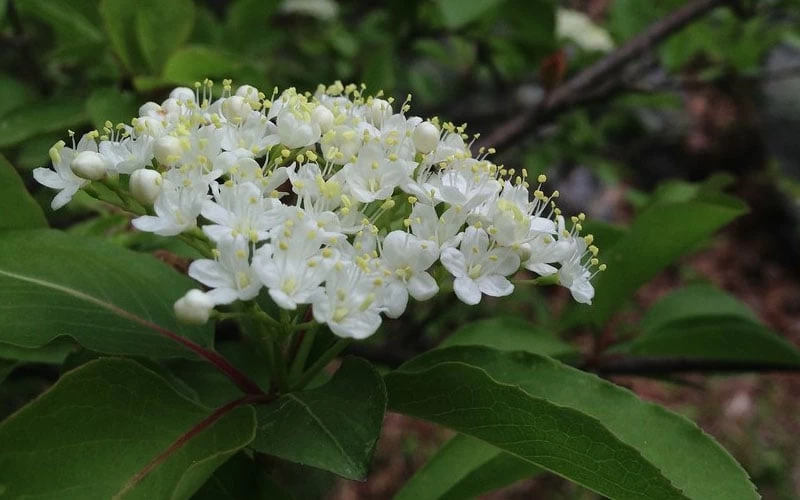 Blackhaw Viburnum - 2 Gallon Pot 8 Blackhaw Viburnum - 2 Gallon Pot - Image 8