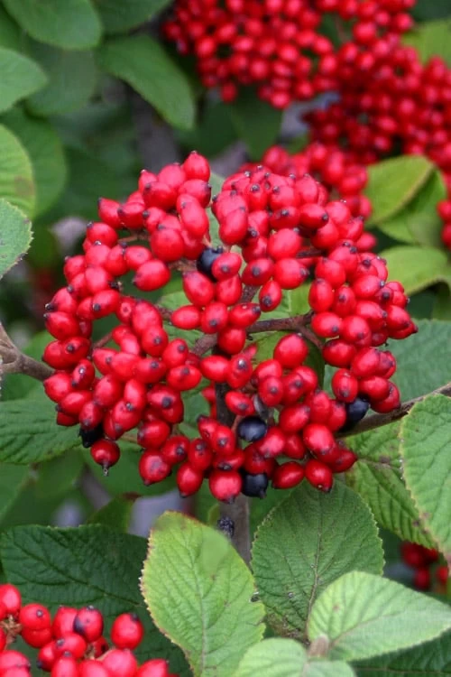Red Balloon Viburnum - 3 Gallon Pot 1 Red Balloon Viburnum - 3 Gallon Pot