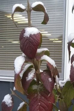 Red Balloon Viburnum - 3 Gallon Pot 11 Red Balloon Viburnum - 3 Gallon Pot -Shrub Plant Shop viburnum rhytidophylloides red balloon 4