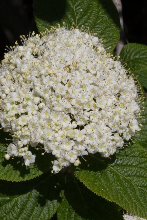 Red Balloon Viburnum - 3 Gallon Pot 4 Red Balloon Viburnum - 3 Gallon Pot - Image 4