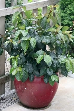 Shiny Dancer Viburnum - 2 Gallon Pot -Shrub Plant Shop viburnum shiny dancer 26