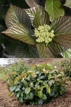 Shiny Dancer Viburnum - 2 Gallon Pot -Shrub Plant Shop viburnum shiny dancer 27