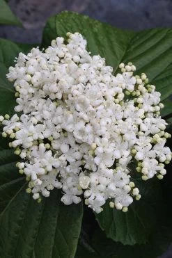 Shiny Dancer Viburnum - 2 Gallon Pot -Shrub Plant Shop viburnum shiny dancer 4 500x750 1
