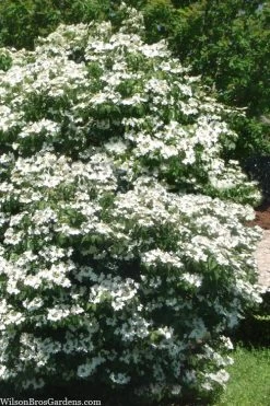 Summer Snowflake Viburnum - 1 Gallon Pot -Shrub Plant Shop viburnum summer snowflake 102