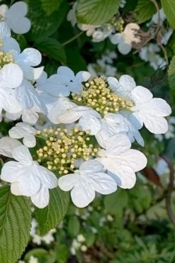Summer Snowflake Viburnum - 1 Gallon Pot -Shrub Plant Shop viburnum summer snowflake 103