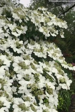 Summer Snowflake Viburnum - 1 Gallon Pot -Shrub Plant Shop viburnum summer snowflake 105