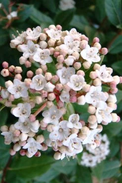 Spring Bouquet Viburnum - 6 Pack Of 1 Gallon Pots 10 Spring Bouquet Viburnum - 6 Pack Of 1 Gallon Pots -Shrub Plant Shop viburnum tinus spring bouquet 1