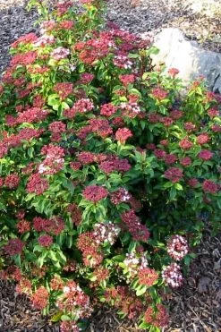 Spring Bouquet Viburnum - 1 Gallon Pot 11 Spring Bouquet Viburnum - 1 Gallon Pot -Shrub Plant Shop viburnum tinus spring bouquet 2 1