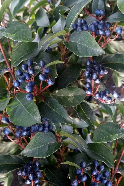 Spring Bouquet Viburnum - 1 Gallon Pot 7 Spring Bouquet Viburnum - 1 Gallon Pot - Image 7