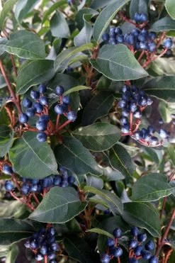 Spring Bouquet Viburnum - 6 Pack Of 1 Gallon Pots 13 Spring Bouquet Viburnum - 6 Pack Of 1 Gallon Pots -Shrub Plant Shop viburnum tinus spring bouquet 5