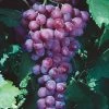 Catawba Grape Vine - 3 Gallon Pot