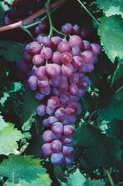 Catawba Grape Vine - 1 Gallon Pot