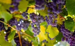 Catawba Grape Vine - 1 Gallon Pot -Shrub Plant Shop vitis catawba grape vine 3