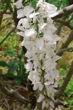 White Wisteria Vine (Wisteria Sinensis 'Alba') - 3 Gallon Pot -Shrub Plant Shop wisteria sinensis alba white wisteria 2