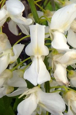 White Wisteria Vine (Wisteria Sinensis 'Alba') - 3 Gallon Pot -Shrub Plant Shop wisteria sinensis alba white wisteria 3
