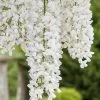 White Wisteria Vine (Wisteria Sinensis 'Alba') - 3 Gallon Pot