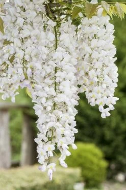 White Wisteria Vine (Wisteria Sinensis 'Alba') - 3 Gallon Pot